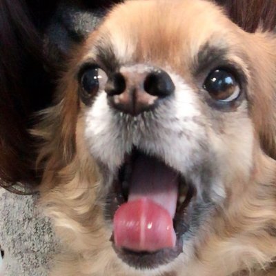 🦾🐶＜こていかえたよさんのプロフィール画像