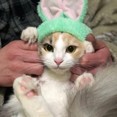 ハチマルさんのプロフィール画像