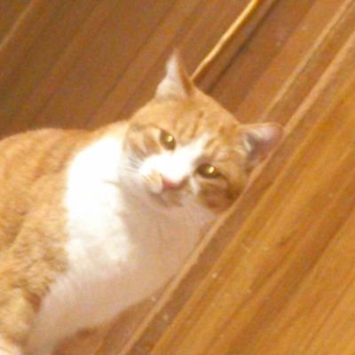ワイのポートフォリオに、債権の居場所はない。Σ(゜Д゜)
たまに、 #スイングトレード日記 #株 を放出します。
過去にPOG指名してG1勝った馬→サトノアラジン、ダノンレジェンド、マカヒキ、ソウルスターリング (あとUAEダービー勝馬のラニもいたわ。)、シャフリヤール⬅️New!
