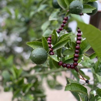 alhanan2's profile picture. 