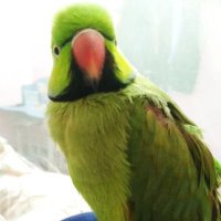 Mittu ツॐ (@mittupage64375) 's Twitter Profile