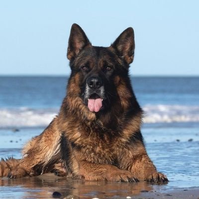 👉welcome to @Gsdloversworld. 🐕‍🦺we share daily #gsd contents. 🐾follow us if you really love German Shepherd.