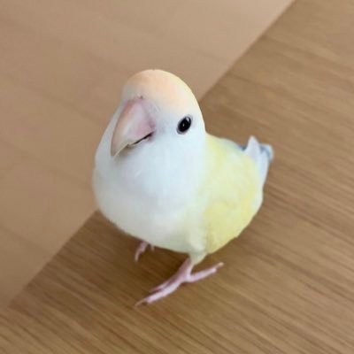 素敵で楽しいことがいっぱい！鳥好きの皆様、ありがとうございます😍💞 (無言フォロー、いいね失礼します;🙇‍♀️