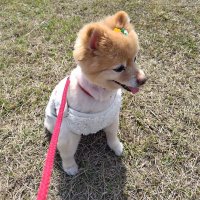 ももちゃん (@hkno2060) 's Twitter Profile