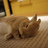 Yururin_Yurarin
