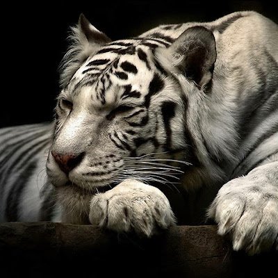 TigreBlancMaori's profile picture. 