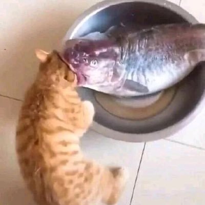 NkqaKVemyItVHyG's profile picture. 