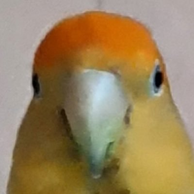 타민이 누나さんのプロフィール画像