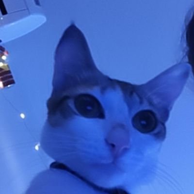 gawwri's profile picture. they/them