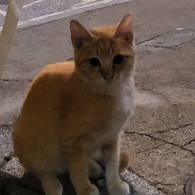 haclee7011's profile picture. 건오 | 주:멜섭  스위치도 가능
                                               트위터 접었다가 다시 복귀 ❗️