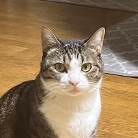 Nanamin (@nananopapa) Twitter profile photo
