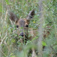 Friends of Wildern Local Nature Reserve(@WildernFriends) 's Twitter Profile Photo