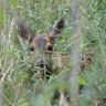 WildernFriends's profile picture. LNR in Hedge End's urban wildlife corridor, supported by committed Friends and dedicated to protecting and enhancing our local environment and wildlife