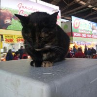 Willow_Roller (@rollerwillow) 's Twitter Profile