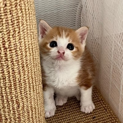 H0neymo0's profile picture. 꿀바른 롤케이크 고양 🍯꾸무꾸무❗️ 고양이친구 환영🫶✨