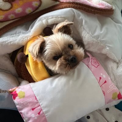 モカ