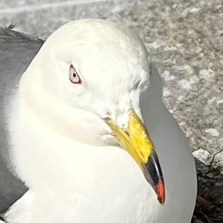 秋田に住んでるロッテファンです。お気軽にフォローなどどうぞ。無言フォロー失礼します。推しは荻野、種市です。スパム等はお断りです。