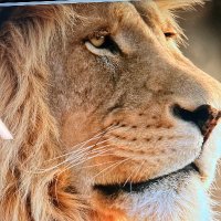 Crypto speculator/supporter (@alltechkev) 's Twitter Profile