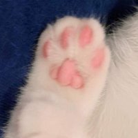 いち子 (@yukibunnyx) 's Twitter Profile