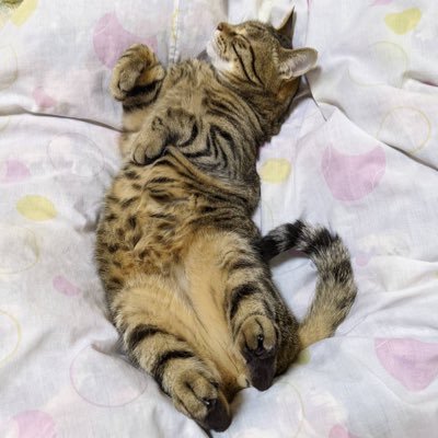 kannroglasses's profile picture. 名古屋近辺住み 麻雀してます ネット麻雀は天鳳雀魂少牌マイティなど リアルだと某チャオにときたま出没します　ザンリーグ東海所属