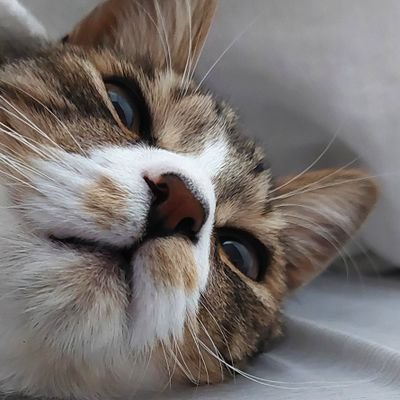 キジ白 男の子🐱/2022年9月23日生まれ/おしゃべりな甘えん坊/保護猫/意気地無しの飼い主のため無言フォローさせていただいてますスミマセン