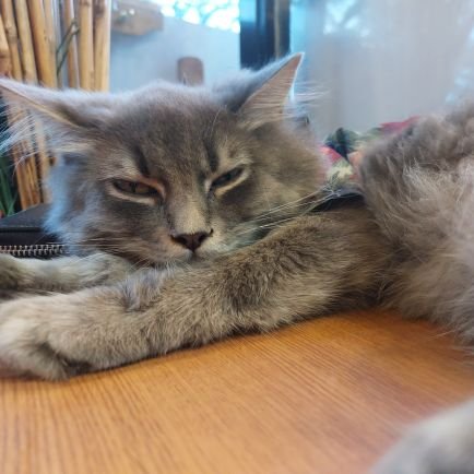 🐾