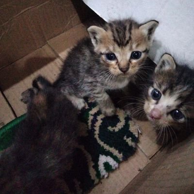 NotzLiam's profile picture. Meow