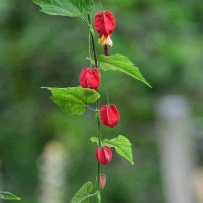 apurbo5699's profile picture. good boy