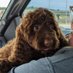 frannie (@puppynamedfran) Twitter profile photo frannie (@puppynamedfran) Twitter profile photo