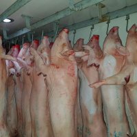 Brighton Piggery(@brightonpiggery) 's Twitter Profile Photo