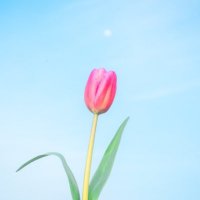 ดอพอ ft.♡̴☁️🌷ꕀ (@jamiejom21) 's Twitter Profile