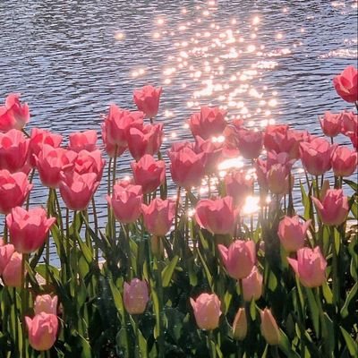 SweetRafa202's profile picture. 