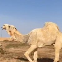 سعد القريشي (@saadmtraek) 's Twitter Profile