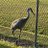 XENBIRD_X1's profile image