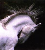 RidingSolutions's profile picture. Unique solutions for equestrians to rebuild confidence or take themselves to the next level at competitions.  We use a unique blend of NLP & horse psychology.