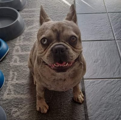 DamiandeBruijn2's profile picture. 