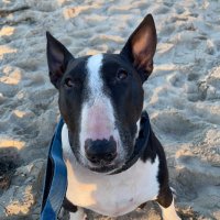 Kelli Cruz (@kellicruz52) 's Twitter Profile