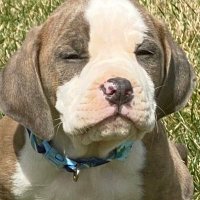 corn pop (@kornpopdog) 's Twitter Profile