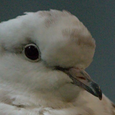 fukurow_mf's profile picture. 魚の脳や行動を研究してます