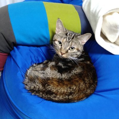 rainareon's profile picture. 