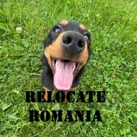 Relocate to Romania 🏴󠁧󠁢󠁥󠁮󠁧󠁿(@randomromania) 's Twitter Profile Photo