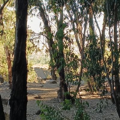 aldisimovar's profile picture. 