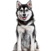 Husky Lovers Group(@GroupHusky31746) 's Twitter Profile Photo