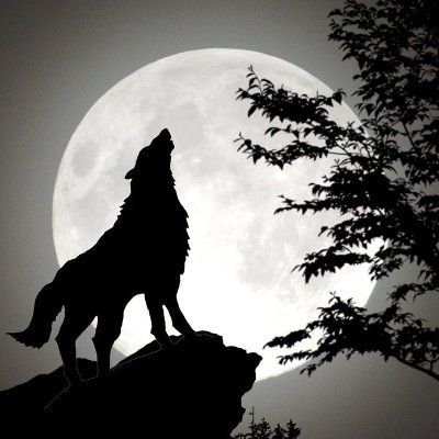 Shadowwolf_howl Profile Picture