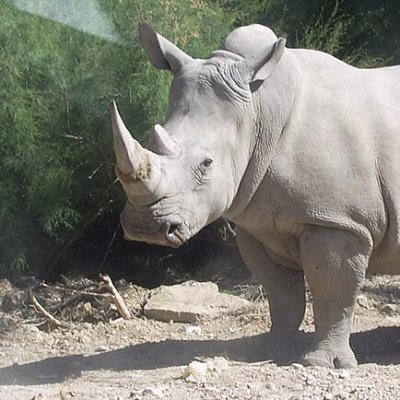 Bientôt, tout le village ne comptera que des rhinocéros.