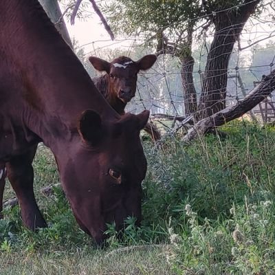 Husband, father and 4H Leader. Hauling grain and breeding shorthorns. It's a great way to make a living.