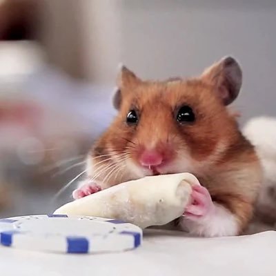 I am a tiny hamster who likes burritos & poker