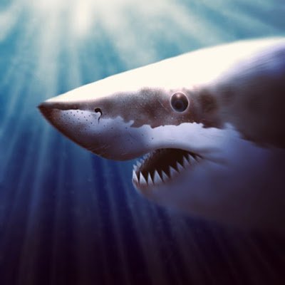 @Greatwhite25274