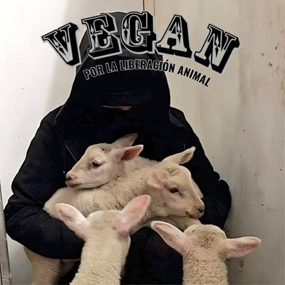 MauroVegan Profile Picture