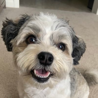 ZoeyTheDog2023 Profile Picture
